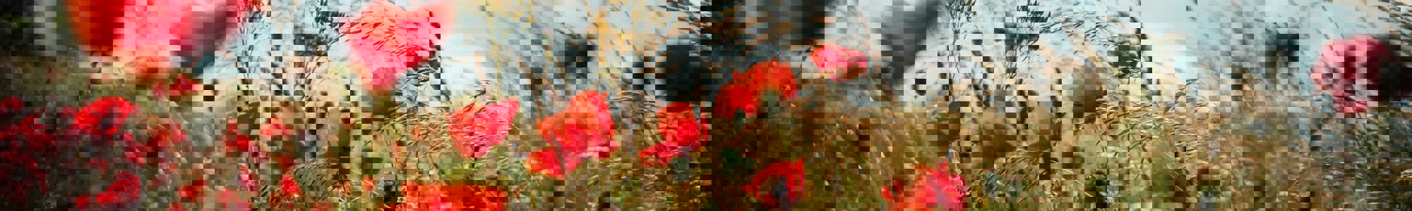 Oscar Nord V0kdko5cv0u Unsplash